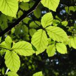 Buchenblatt Sehr Gut