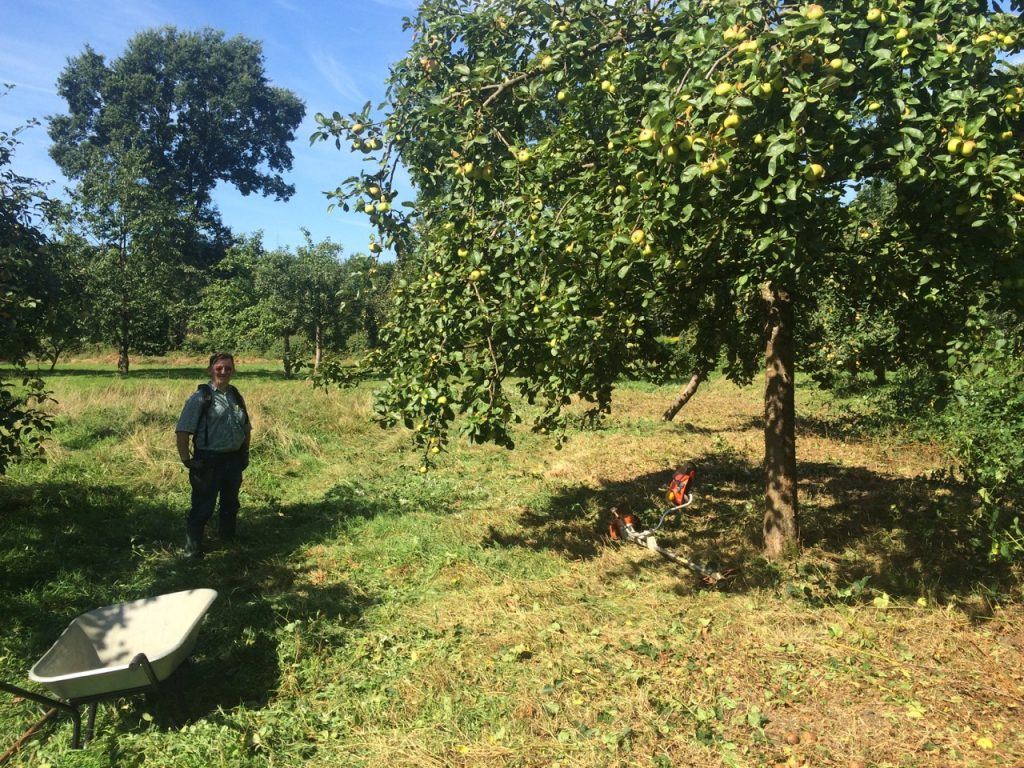 Streuobstwiesen pflegen und anlegen
