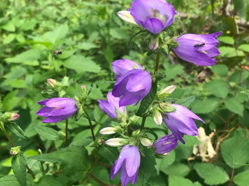 Krautschicht Nesselblaettrige Glockenblume