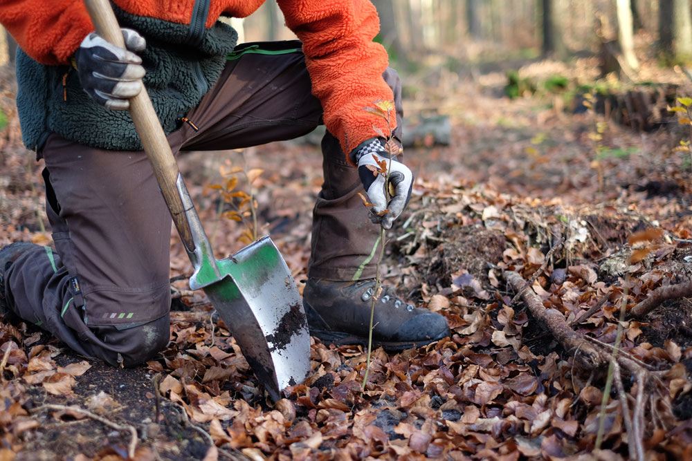 Baum spenden - Baum pflanzen