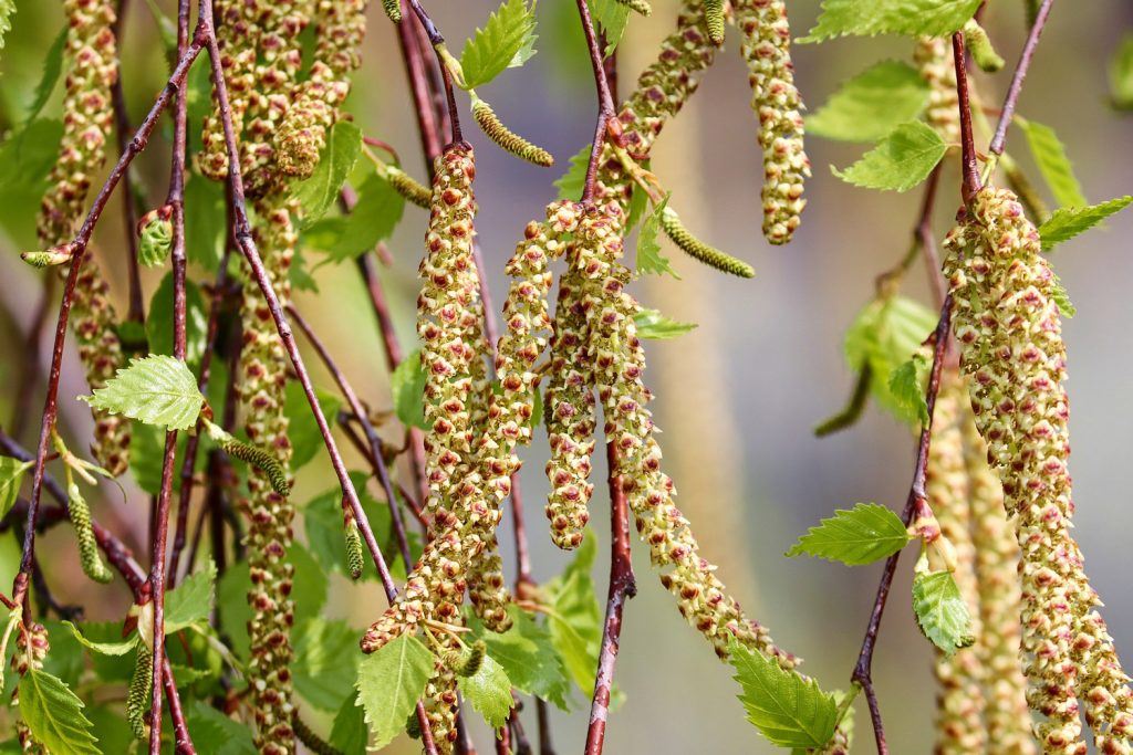 Gemeine Birke mit männlichen Blüten (lang) und weiblichen Blüten (kurz)