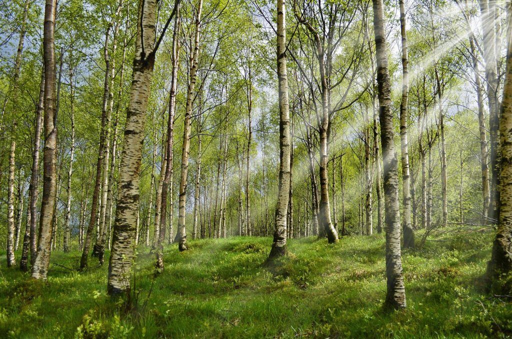 Birkenwald