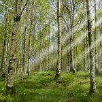 Birkenwald