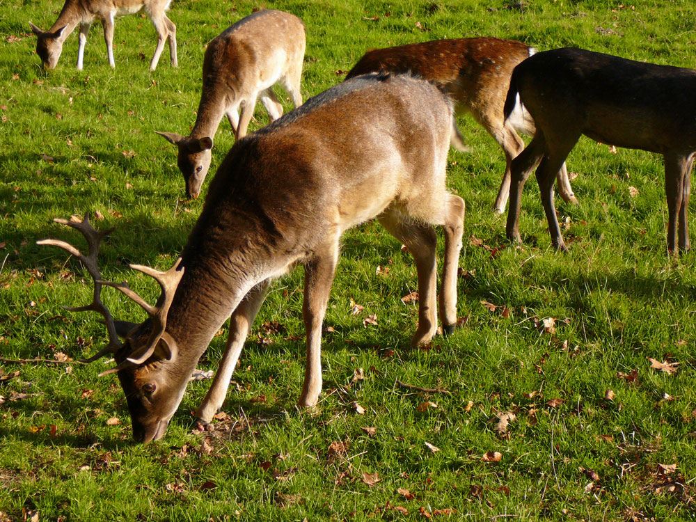 Damhirsch