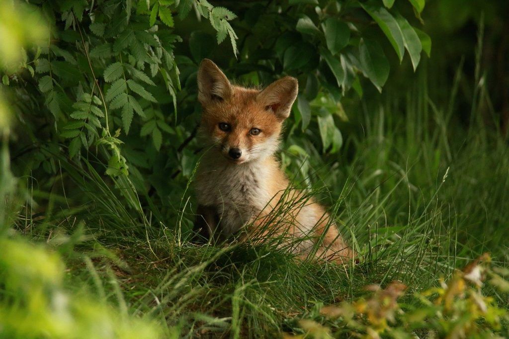 Fuchswelpe: Foto: Thomas Wilken