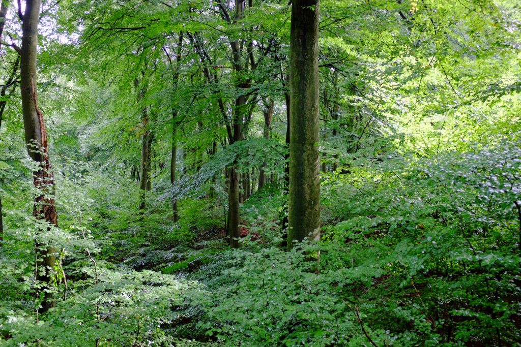 Buchenwald - Laubwald