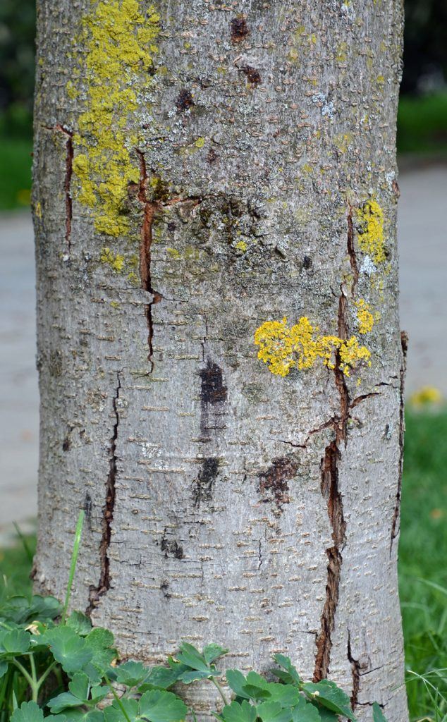 Bakterium Pseudomonas syringae - Foto: LWF