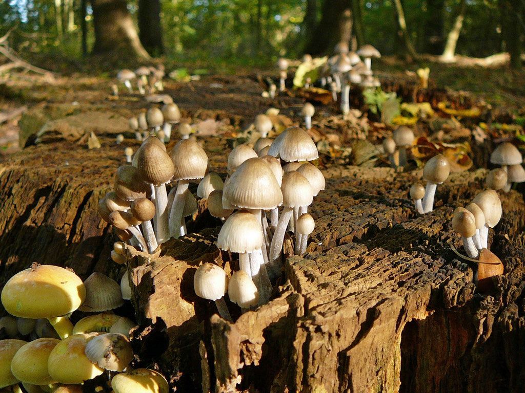 verschiedene Pilzarten