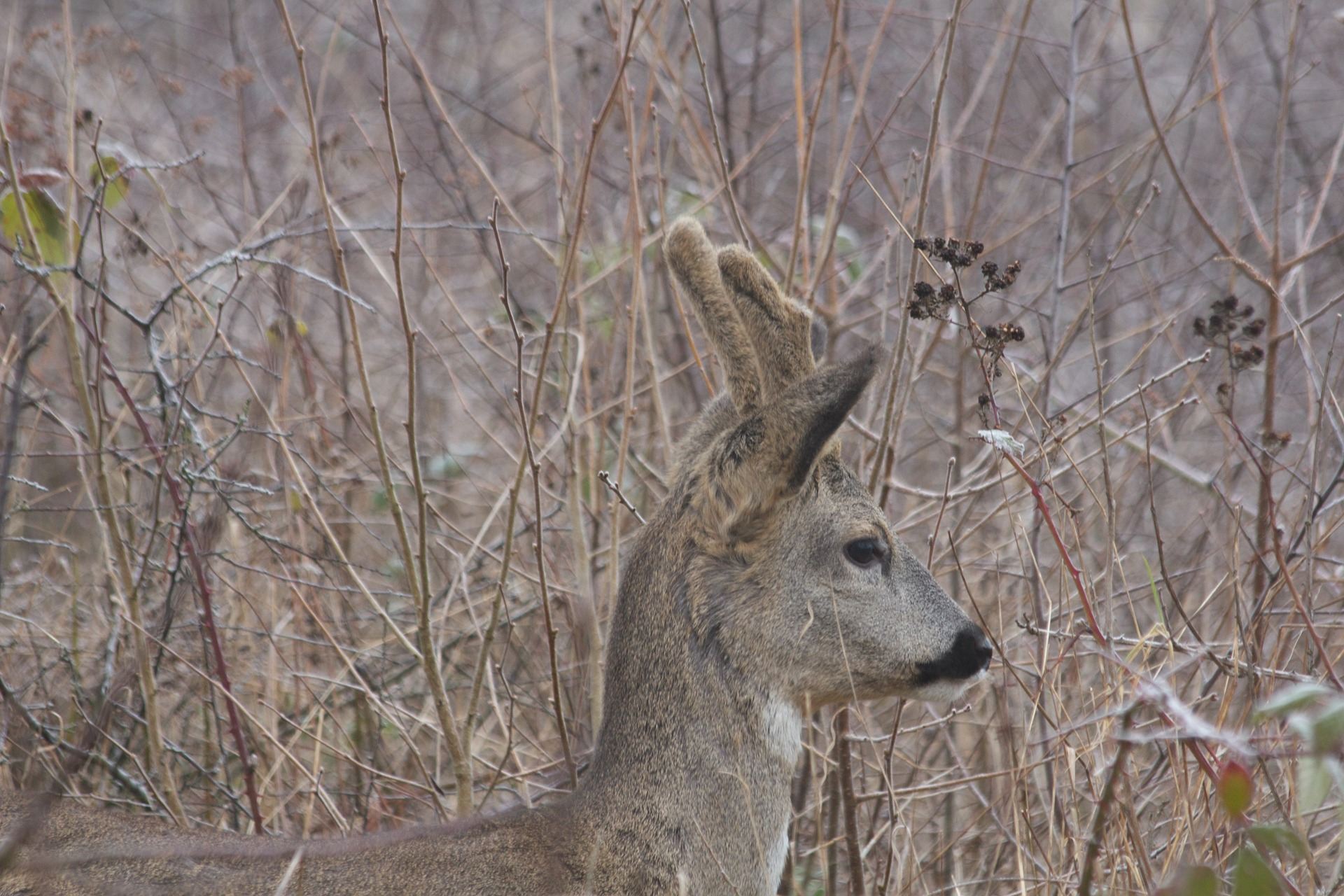 Rehbock mit Bastgehörn