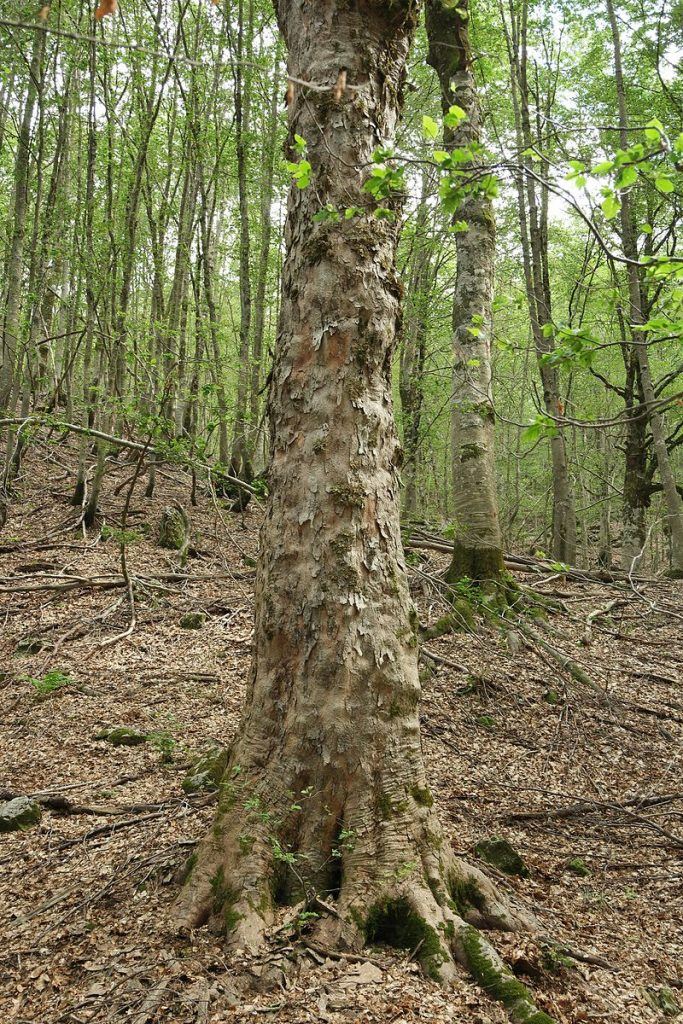Bergahorn; Foto: Pavle Cikovac