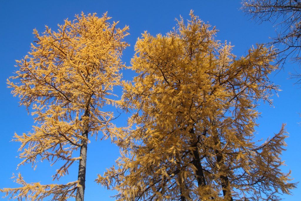 Lärche im Herbst, Pixabay
