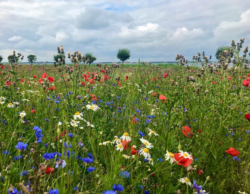 Blühwiese mit Kornblume, Mohn, Diestel und Kamille