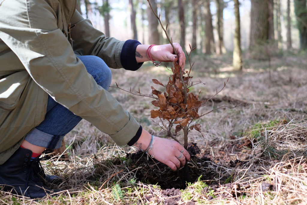 Baum spenden Aufforstung Deutschland