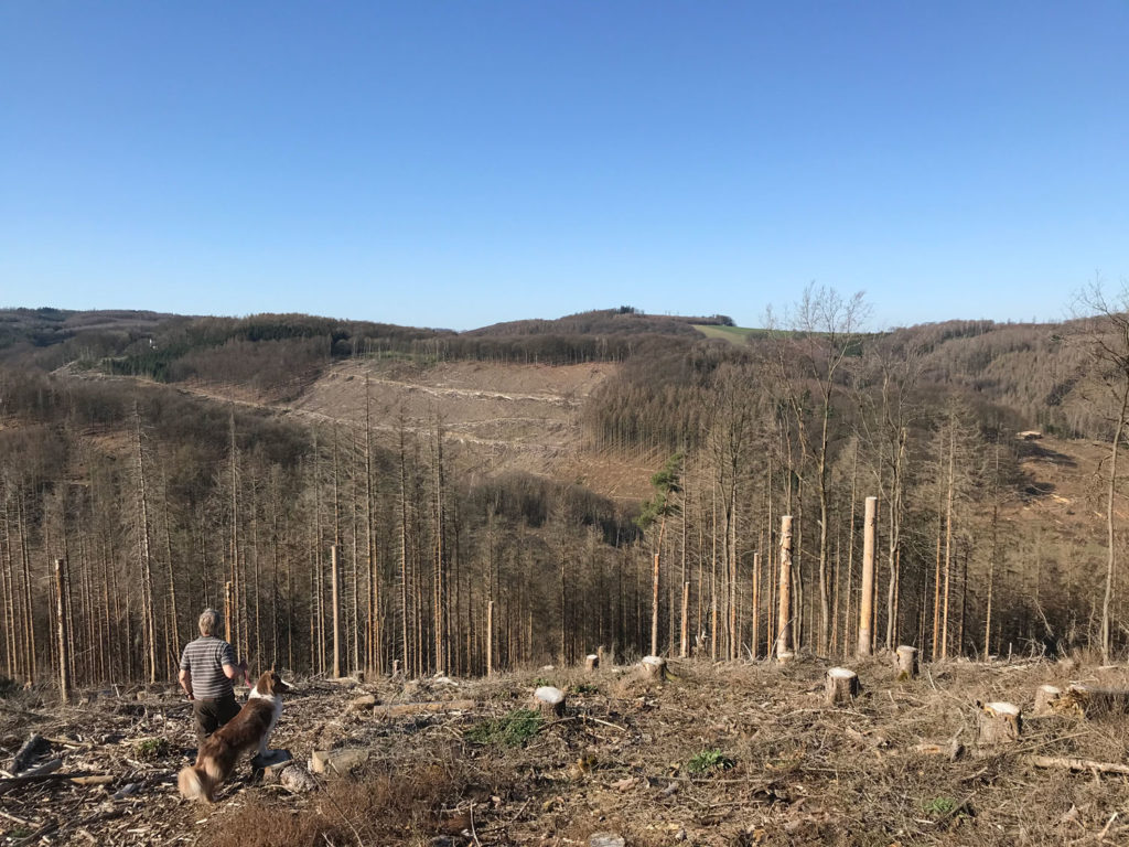Baumspende für Wiederbewaldung