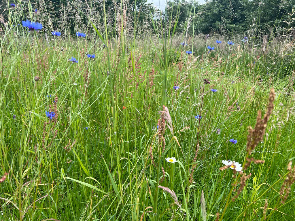 Kornblume, Margerite, Mohn, Rote Lichtnelke, Wiesenflockenblume, Leimkraut. - Blühwiesenspende