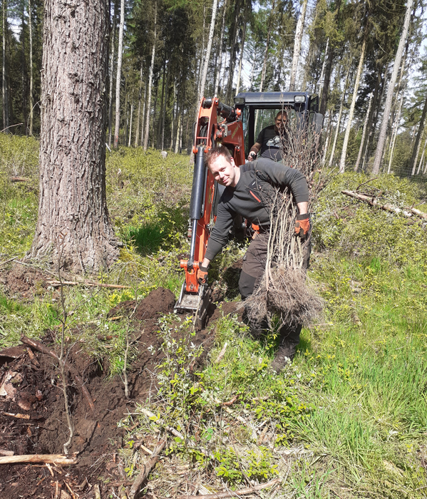Heisterpflanzung mit Bagger im Kiefernwald
