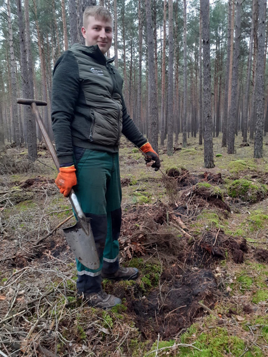 Waldumbau im Kiefernwald