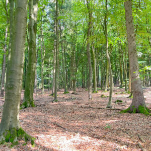 Wilde Buchen von Toppenstedt
